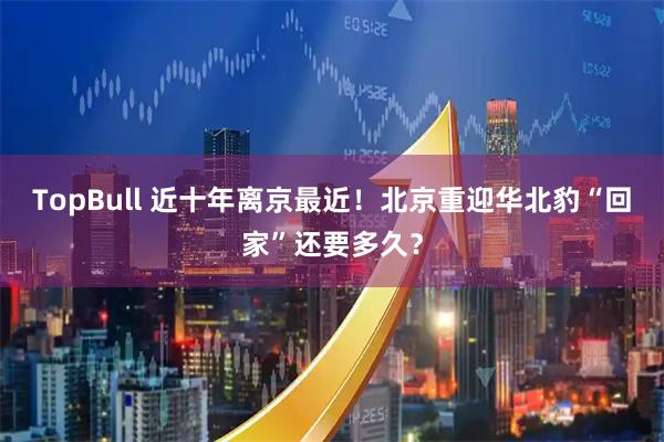 TopBull 近十年离京最近！北京重迎华北豹“回家”还要多久？